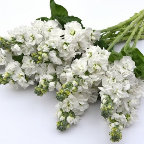 ماثيولا - 10 أغصان