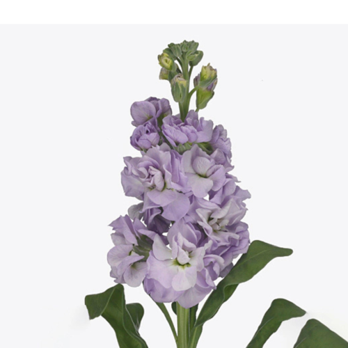 ماثيولا - 10 أغصان