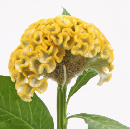 سيلوسيا - 10 اغصان - -Celosia