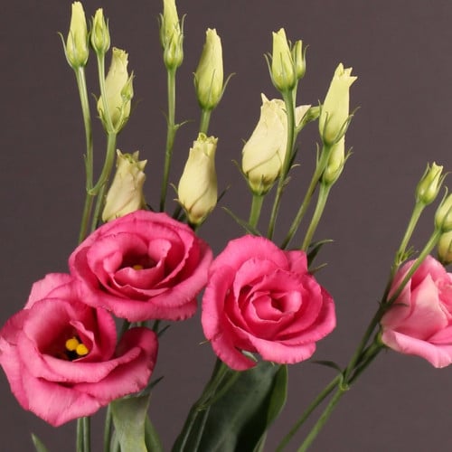 ايستوما - 5 اغصان - eustoma