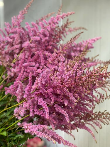 استبيل - astilbe