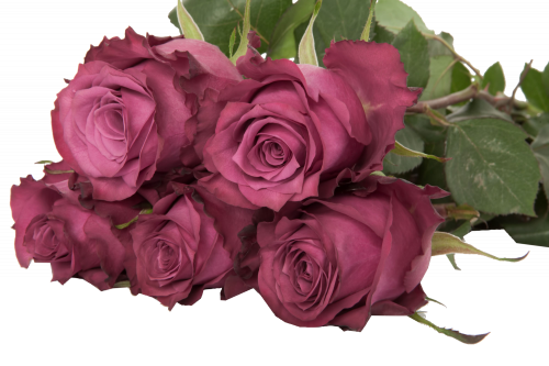 روز (جوري) شدة 10 أغصان - Rose