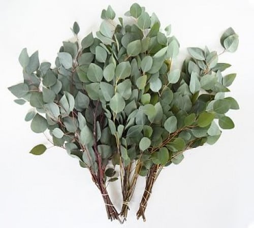 اغصان خضراء شدة - eucalyptus