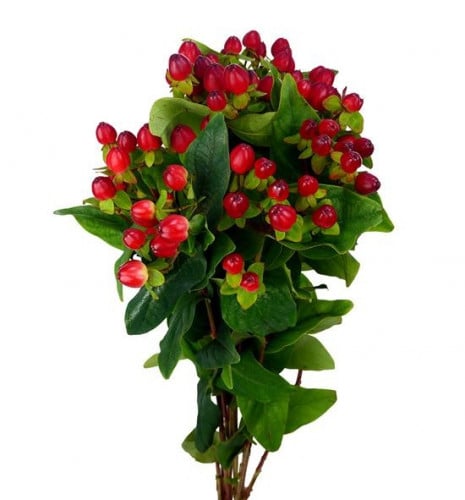 هايبركم شدة 10 أغصان - hypericum