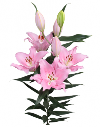 ستار قيزر شدة 10 أغصان - stargazer