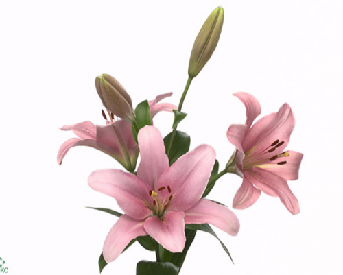 ليليوم شدة 10 أغصان - Lilium