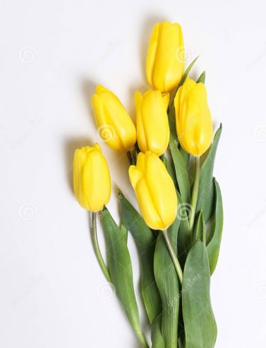 توليب شدة 10 أغصان - Tulip