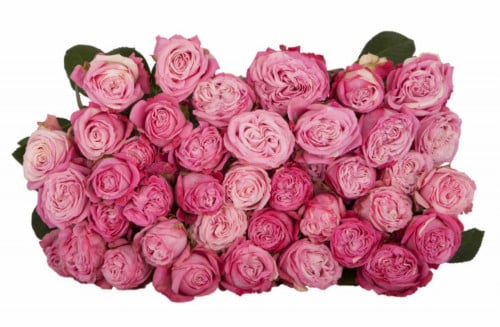 بيبي روز بومباستيك 10اغصان  baby rose