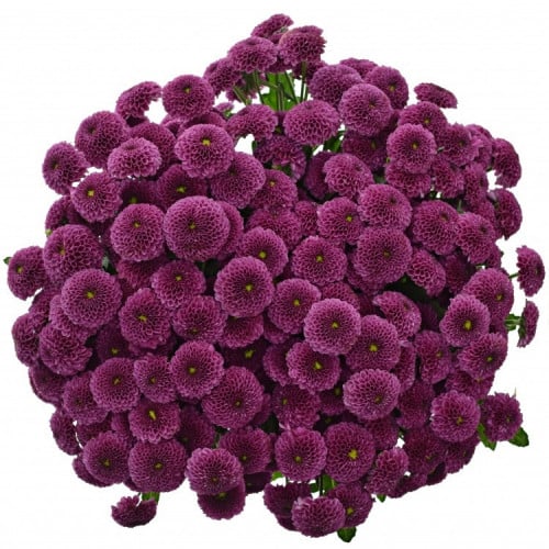 بايولت بوتون - Buttons