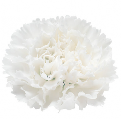 قرنفل شدة 20 غصن - Carnation