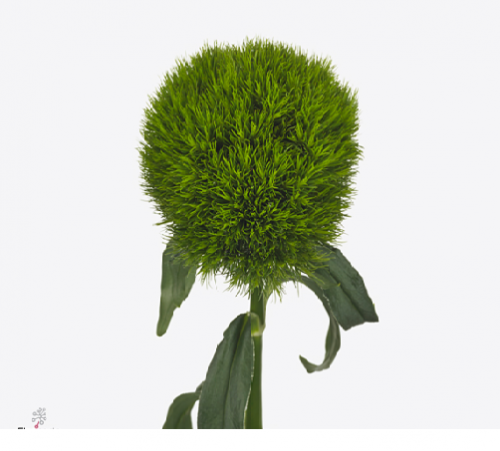 قرين تريك شدة 5 أغصان -  Kiwi Mellow