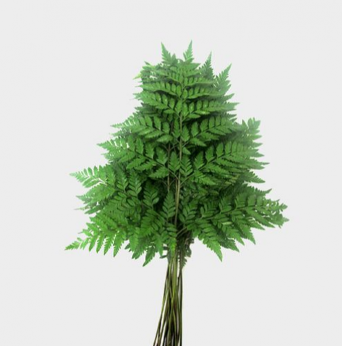 لذرليفز - Lather leaves