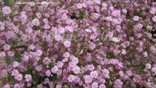 بينك جبسوفيليا  - شدة  - Gypso