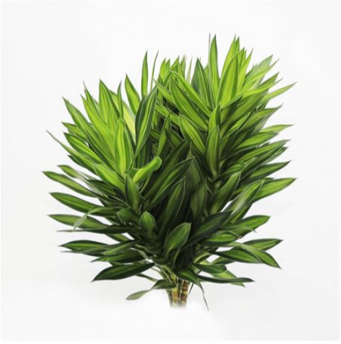 دراسينا  5 أغصان - Dracaena