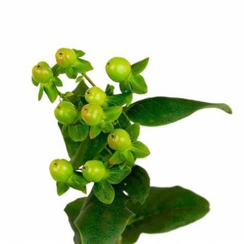 هايبركم شدة 10 أغصان - hypericum
