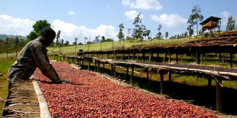 كيف تختار القهوة المناسبة لك وفق نصائح كوبركب