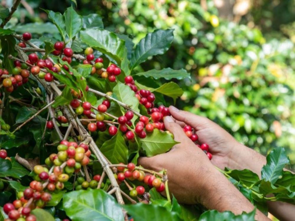 اكتشف عالم القهوة المختصة في كوبر كب