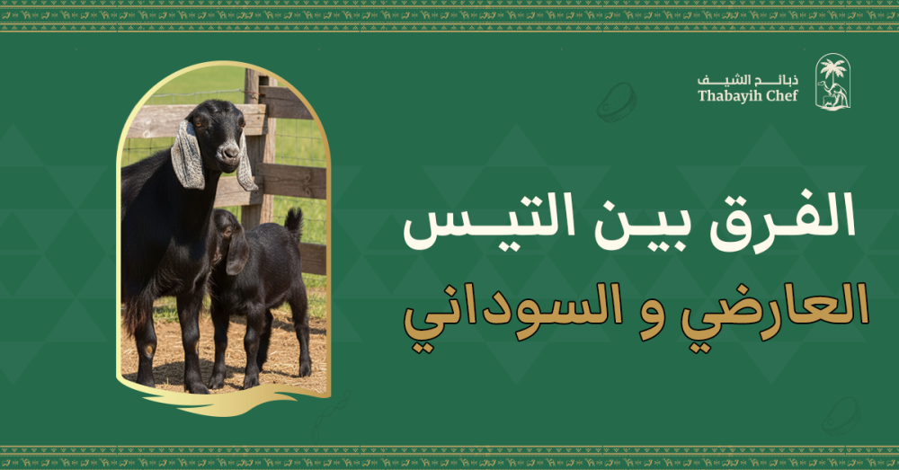 الفرق بين التيس العارضي والسوداني: أيهما الأفضل للذبح والولائم؟