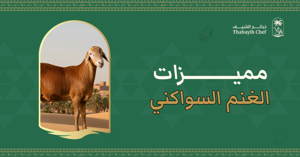 مميزات الغنم السواكني: لماذا يُعد أفضل أنواع الغنم في السعودية؟