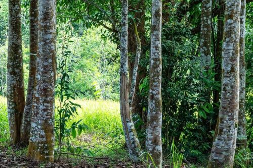 لاوسي الذهب