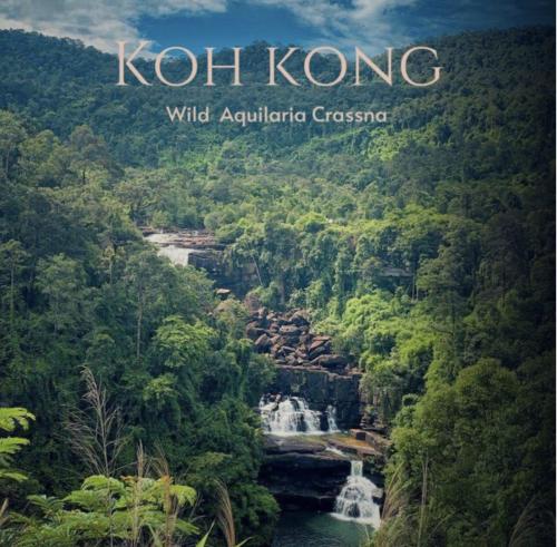 كمبودي كوه كنج