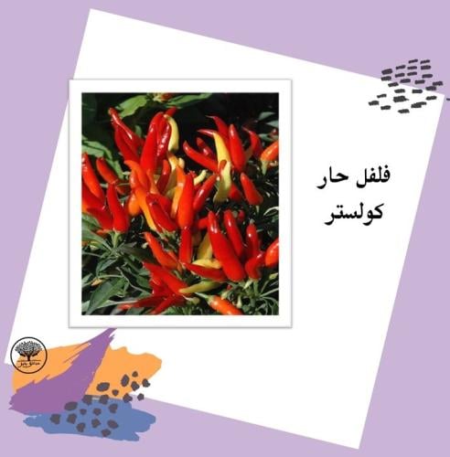 بذور فلفل حار كولستر F1