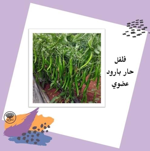 بذور فلفل حار بارود F1