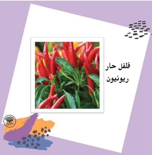 بذور فلفل حار ريونيون F1