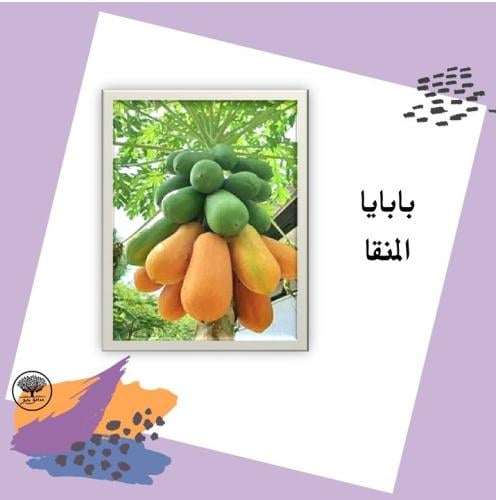 بذور بابايا المنقا التايلندية F1