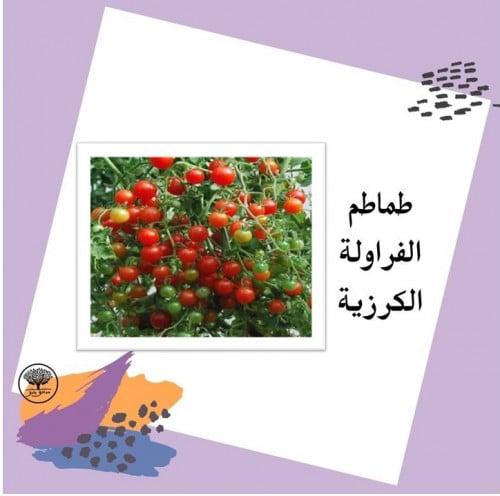 بذور طماطم الفراولة الكرزية F1