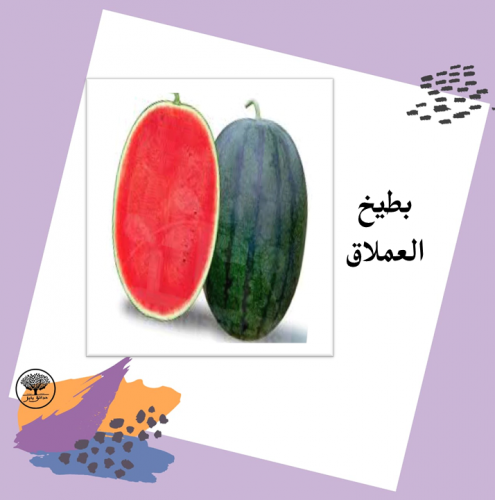 بذور بطيخ العملاق F1