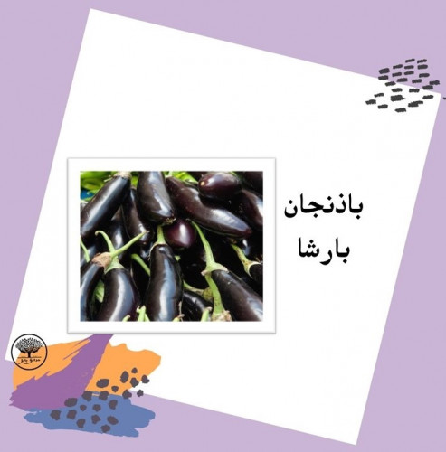 بذور باذنجان أسود بارشا F1