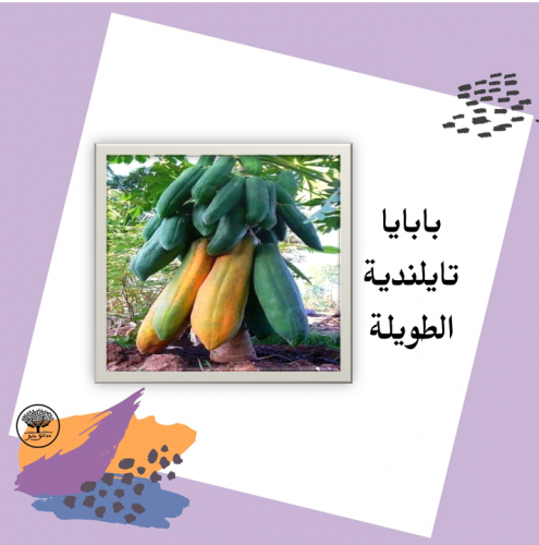 بذور بابايا تايلندية طويلة f1