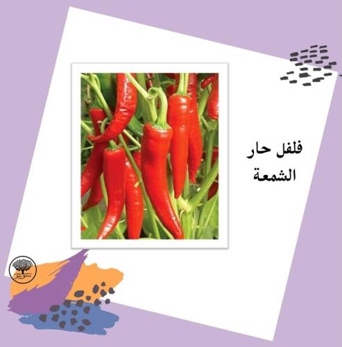 بذور فلفل حار الشمعة F1
