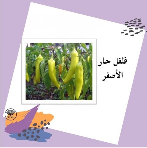 بذور فلفل حار الأصفرf1
