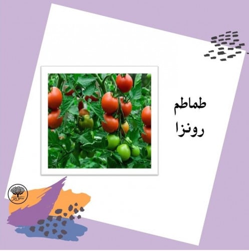 بذور طماطم راونزا F1