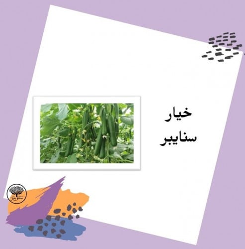 بذور خيار سنايبر F1