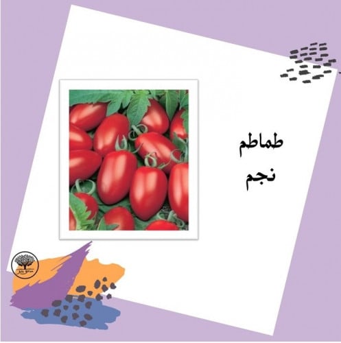 بذور طماطم نجم F1