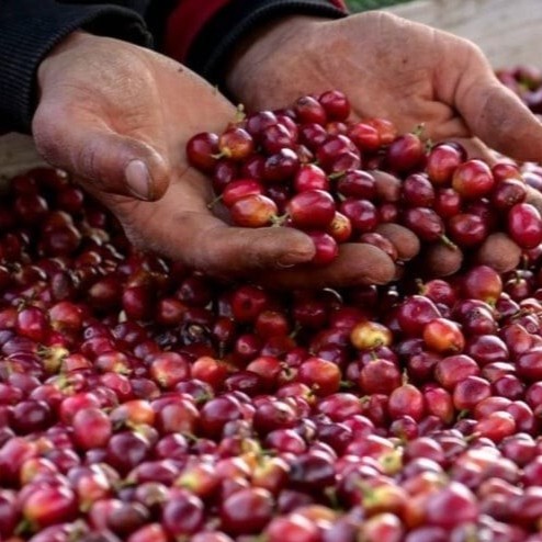 طرق معالجة القهوة