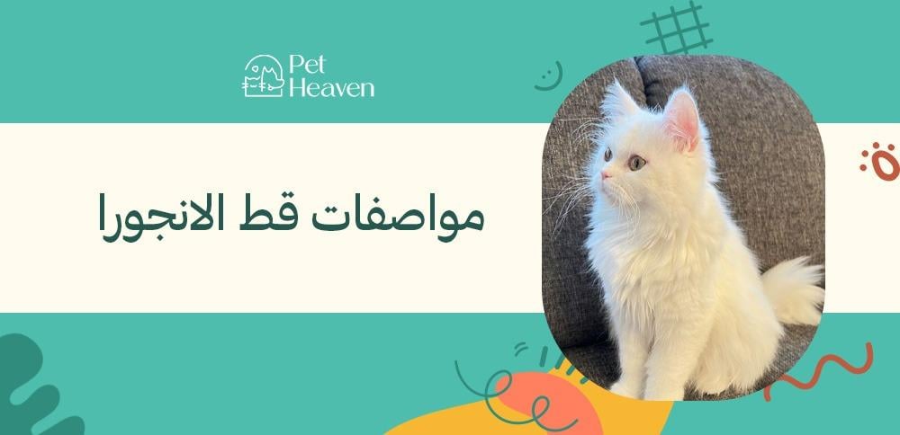 مواصفات قط الانجورا