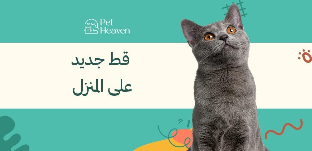 قط جديد على المنزل: كيفية التعامل معه و تعويده والعناية به