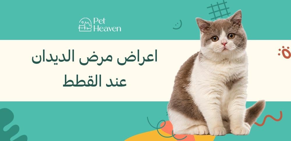 اعراض مرض الديدان عند القطط