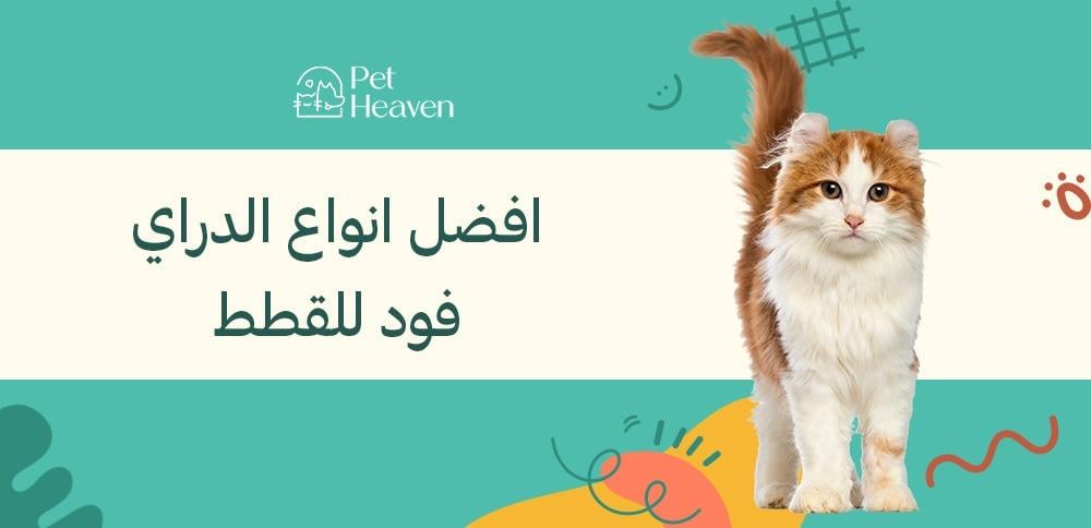 افضل أنواع دراي فود للقطط: اختيارات صحية لقطتك