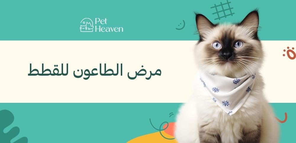 مرض الطاعون للقطط ما هو وكيفية علاجه وكيفية الوقاية منه