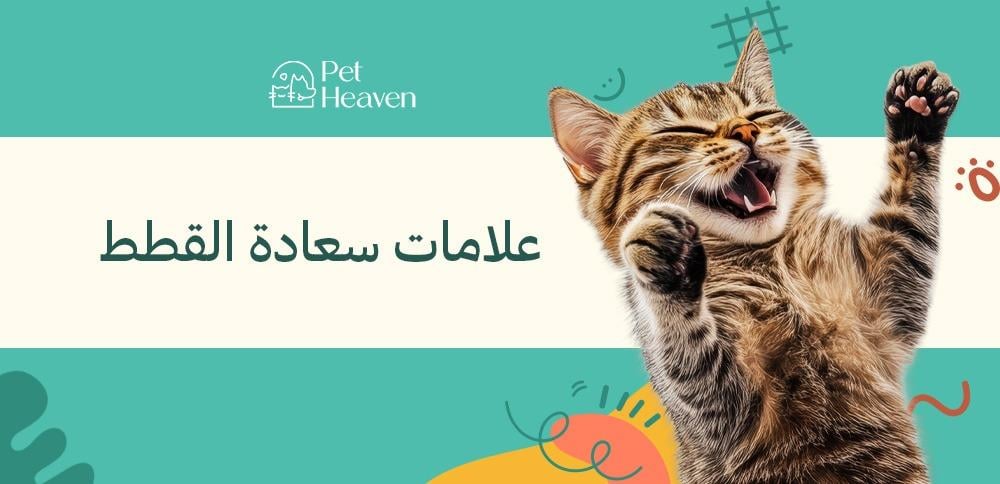 ما هي علامات سعادة القطط وكيف تجعلها سعيدة دائماً