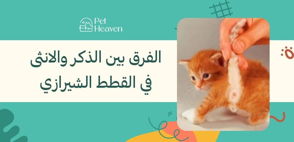الفرق بين الذكر والانثى في القطط الشيرازي