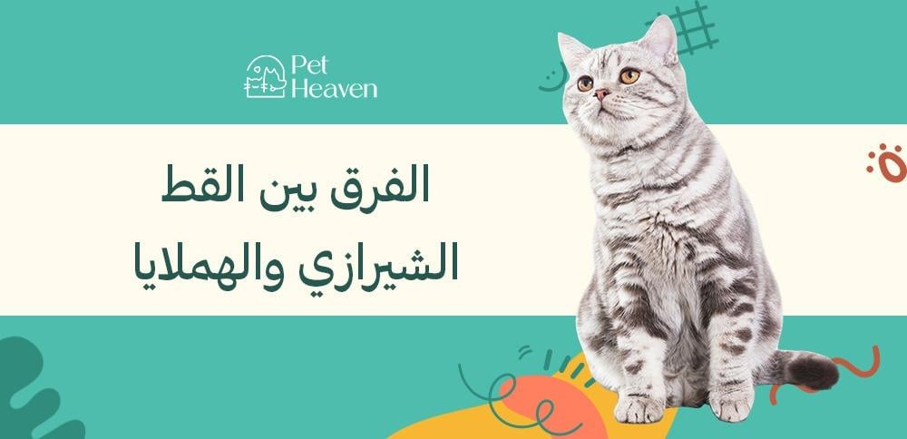 الفرق بين القط الشيرازي والهملايا وأيهما مناسب لك