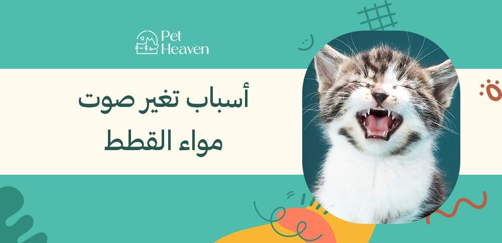 أسباب تغير صوت مواء القطط