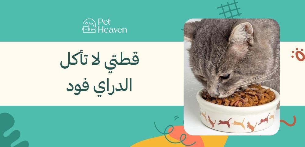 قطتي لا تأكل الدراي فود
