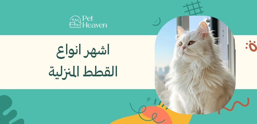 اشهر انواع القطط المنزلية